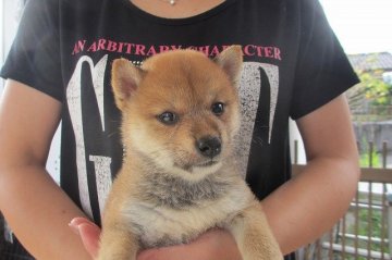 柴犬(標準サイズ)【宮崎県・女の子・2015年7月2日・赤】の写真「小ぶりサイズ」