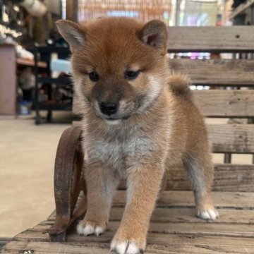 柴犬(標準サイズ)【宮崎県・男の子・2024年7月19日・赤】の写真「イケメン」