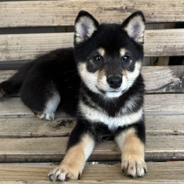 柴犬(豆柴)【宮崎県・女の子・2024年2月20日・黒】の写真「黒豆ちゃん」