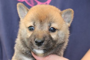 柴犬(標準サイズ)【宮崎県・男の子・2018年6月21日・赤】の写真「小振りサイズ」