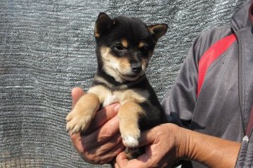 柴犬(豆柴)【宮崎県・男の子・2014年8月22日・黒毛(豆柴)】の写真「凛々しい男の子」