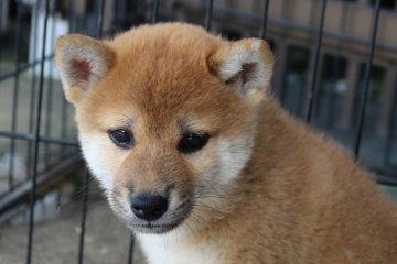 柴犬(標準サイズ)【宮崎県・男の子・2016年8月12日・赤】の写真「イケメンくん」