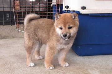 柴犬(標準サイズ)【宮崎県・女の子・2016年1月10日・赤】の写真「」