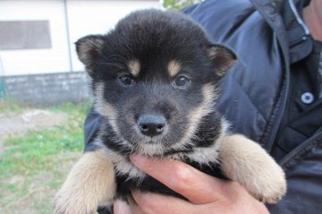 柴犬(標準サイズ)【宮崎県・女の子・2014年10月28日・黒毛】の写真「小ぶりな女の子」