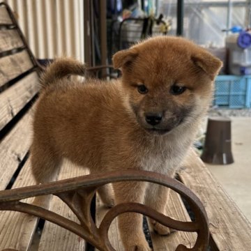 柴犬(標準サイズ)【宮崎県・女の子・2024年7月19日・赤】の写真「美人さん」