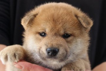 柴犬(標準サイズ)【宮崎県・男の子・2017年2月3日・赤】の写真「イケメン男子」