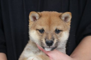 柴犬(豆柴)【宮崎県・男の子・2017年9月8日・赤】の写真「豆柴」