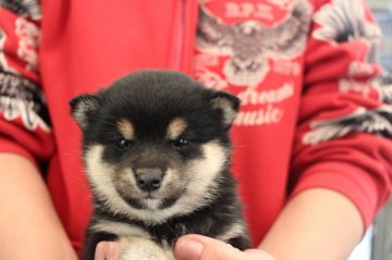 柴犬(豆柴)【宮崎県・女の子・2017年11月17日・黒】の写真「豆柴です。」