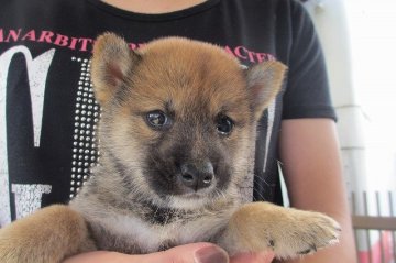 柴犬(標準サイズ)【宮崎県・女の子・2015年7月2日・赤】の写真「小ぶりサイズ」