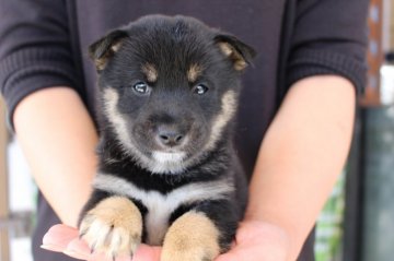 柴犬(豆柴)【宮崎県・男の子・2017年10月11日・黒】の写真「豆柴です。」