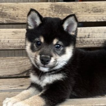 柴犬(豆柴)【宮崎県・男の子・2024年2月20日・黒】の写真「黒豆ちゃん」