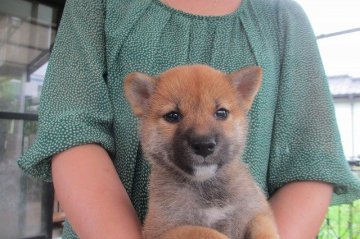 柴犬(標準サイズ)【宮崎県・女の子・2015年7月2日・赤】の写真「小ぶりサイズ」