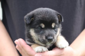 柴犬(標準サイズ)【宮崎県・女の子・2018年8月24日・黒】の写真「小振りサイズ」