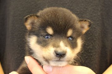 柴犬(豆柴)【宮崎県・男の子・2016年10月28日・黒】の写真「豆柴くん」