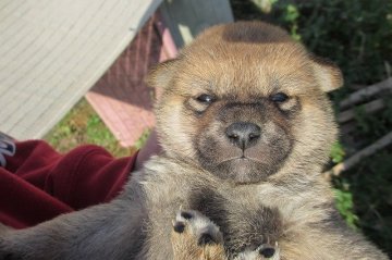 柴犬(標準サイズ)【宮崎県・男の子・2014年11月5日・赤毛】の写真「小ぶりな男の子」