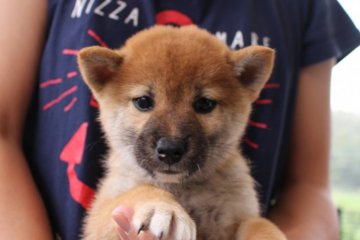 柴犬(標準サイズ)【宮崎県・女の子・2016年8月25日・赤】の写真「小ぶりサイズ」