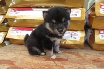 柴犬(豆柴)【宮崎県・男の子・2016年3月18日・黒】の写真「ハンサムな黒豆柴です。」