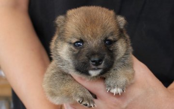 柴犬(豆柴)【宮崎県・女の子・2017年8月8日・赤】の写真「豆しば」