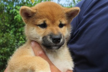 柴犬(標準サイズ)【宮崎県・女の子・2013年6月6日・赤毛】の写真「性格温厚」