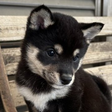 柴犬(豆柴)【宮崎県・女の子・2024年2月20日・黒】の写真「黒豆ちゃん」