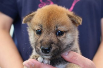 柴犬(標準サイズ)【宮崎県・男の子・2018年6月21日・赤】の写真「小振りサイズ」