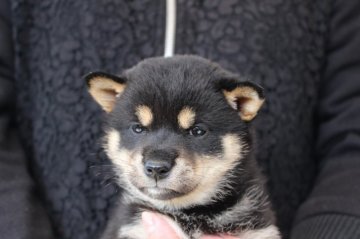 柴犬(標準サイズ)【宮崎県・女の子・2020年1月25日・黒】の写真「小振りサイズ」