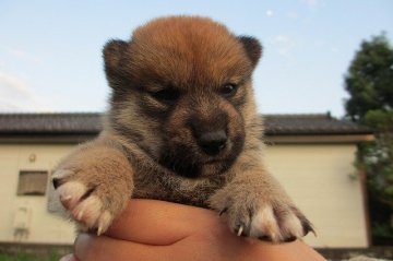 柴犬(標準サイズ)【宮崎県・男の子・2015年7月2日・赤】の写真「小ぶりサイズ」