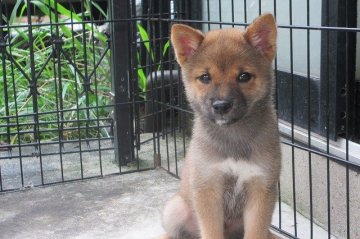 柴犬(豆柴)【宮崎県・男の子・2015年5月31日・赤】の写真「人気の豆柴」