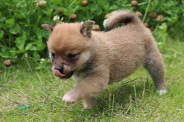 柴犬(豆柴)【宮崎県・女の子・2019年4月2日・赤】の写真「豆柴」