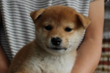 柴犬(標準サイズ)【宮崎県・女の子・2016年8月25日・赤】の写真「小ぶりサイズ」