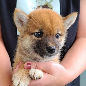 柴犬(標準サイズ)【宮崎県・女の子・2021年6月24日・赤】の写真「美人さん」