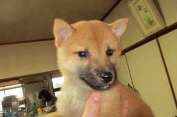 柴犬(豆柴)【宮崎県・女の子・2014年11月17日・赤毛(豆柴)】の写真「豆柴の女の子」