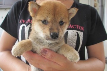 柴犬(標準サイズ)【宮崎県・女の子・2015年7月2日・赤】の写真「小ぶりサイズ」