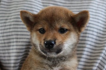 柴犬(標準サイズ)【宮崎県・女の子・2016年7月27日・赤】の写真「イケメンくん」