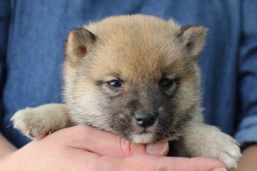 柴犬(豆柴)【宮崎県・男の子・2016年10月12日・赤】の写真「豆柴くん」