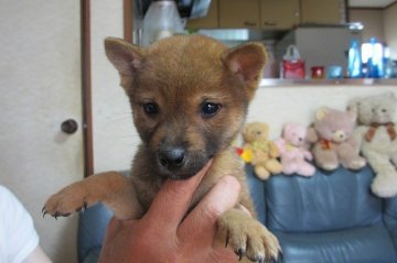 柴犬(豆柴)【宮崎県・男の子・2014年6月16日・赤(極小タイプ)】の写真「綺麗な赤毛になります。」