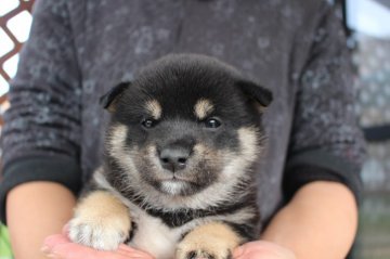 柴犬(標準サイズ)【宮崎県・男の子・2017年10月13日・黒】の写真「小振りサイズのイケメン君」