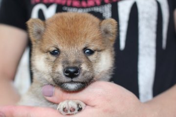 柴犬(豆柴)【宮崎県・女の子・2018年5月8日・赤】の写真「豆柴」