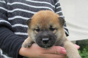 柴犬(標準サイズ)【宮崎県・男の子・2015年3月18日・赤】の写真「かわいい男の子」