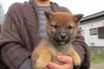 柴犬(豆柴)【宮崎県・男の子・2014年10月13日・赤毛(豆柴)】の写真「凛々しい男の子」