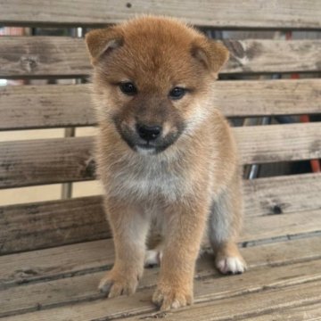 柴犬(標準サイズ)【宮崎県・男の子・2024年7月19日・赤】の写真「お父さんはアメリカチャンピオン」