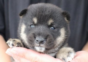 柴犬(豆柴)【宮崎県・女の子・2017年9月6日・赤】の写真「人気の黒豆」