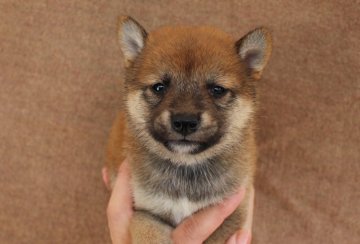 柴犬(豆柴)【宮崎県・男の子・2016年9月23日・赤】の写真「豆柴くん」