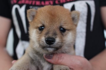 柴犬(豆柴)【宮崎県・男の子・2018年5月7日・赤】の写真「豆柴くん」