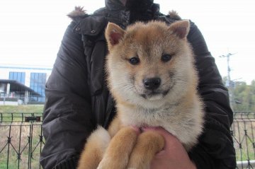 柴犬(標準サイズ)【宮崎県・男の子・2014年10月13日・赤毛(豆柴)】の写真「ハンサムな男の子」