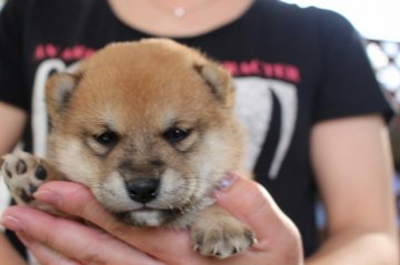 柴犬(豆柴)【宮崎県・男の子・2018年5月5日・赤】の写真「男の子らしい顔立ち」