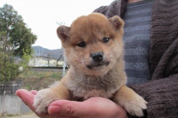 柴犬(標準サイズ)【宮崎県・女の子・2014年10月28日・赤毛】の写真「小ぶりなとてもかわいい女の子」