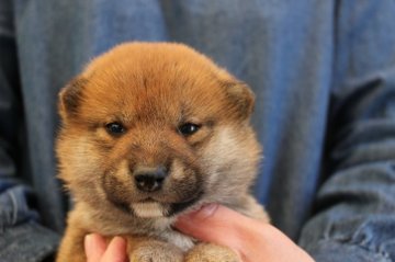 柴犬(標準サイズ)【宮崎県・男の子・2018年2月22日・赤】の写真「凛々しく成長中」