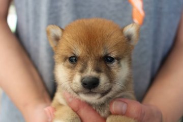 柴犬(豆柴)【宮崎県・男の子・2018年4月14日・赤】の写真「豆しば君です。」