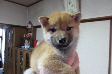 柴犬(豆柴)【宮崎県・男の子・2014年11月17日・赤毛(豆柴)】の写真「豆柴の男の子」